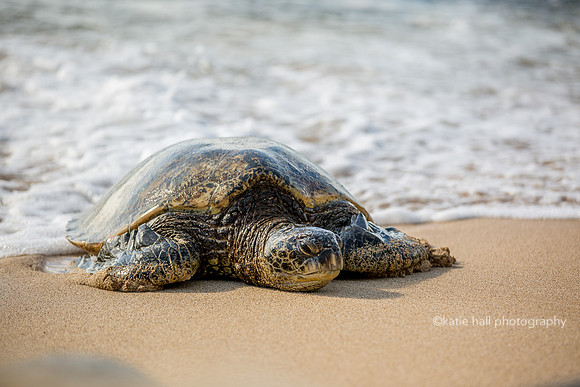 Sea Turtle - Pa'ia Town HI