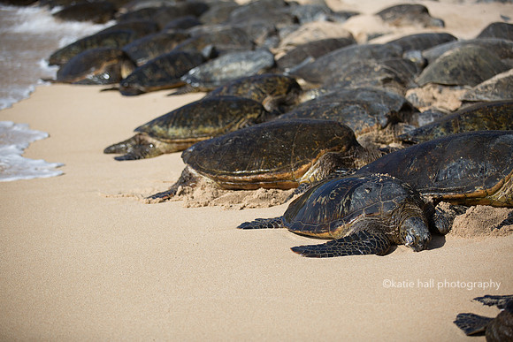 Sea Tutles - Pa'ia Town HI