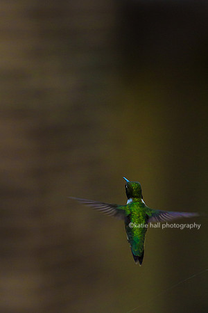 Hummingbird