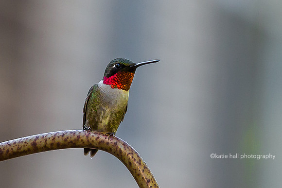Hummingbird