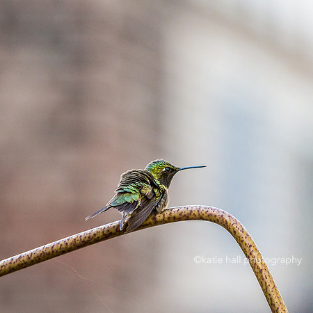 Hummingbird