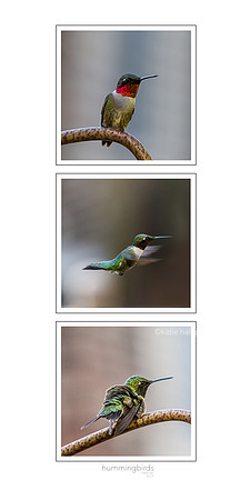 Hummingbird Trio