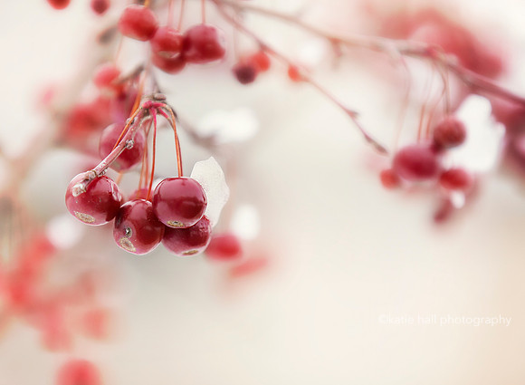 Frozen